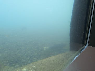 サケのふるさと 千歳水族館に投稿された画像（2026/1/9）