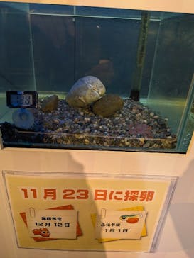 サケのふるさと 千歳水族館に投稿された画像（2026/1/9）
