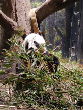 恩賜上野動物園に投稿された画像（2026/1/9）