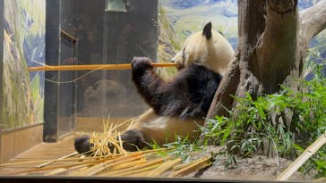 恩賜上野動物園に投稿された画像（2026/1/9）