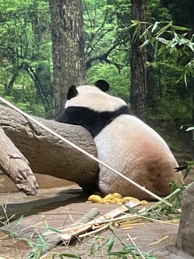 恩賜上野動物園に投稿された画像（2026/1/9）