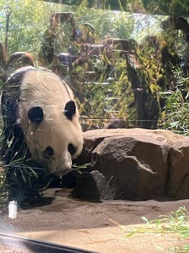 恩賜上野動物園に投稿された画像（2026/1/9）