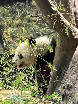 恩賜上野動物園に投稿された画像（2026/1/9）