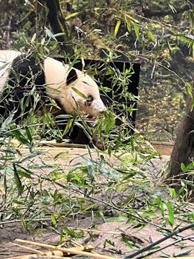 恩賜上野動物園に投稿された画像（2026/1/9）