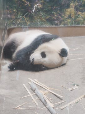 恩賜上野動物園に投稿された画像（2026/1/9）