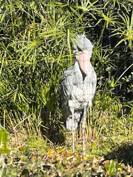 恩賜上野動物園に投稿された画像（2026/1/9）
