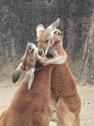 名古屋市東山動植物園に投稿された画像（2026/1/9）