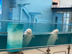 横浜・八景島シーパラダイス　プレジャーランドに投稿された画像（2026/1/9）