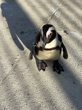 横浜・八景島シーパラダイス　プレジャーランドに投稿された画像（2026/1/9）