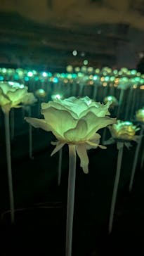 東京メガイルミに投稿された画像（2026/1/9）