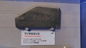 特別展「大絶滅展―生命史のビッグファイブ」に投稿された画像（2026/1/9）