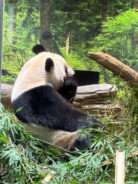 恩賜上野動物園に投稿された画像（2026/1/9）