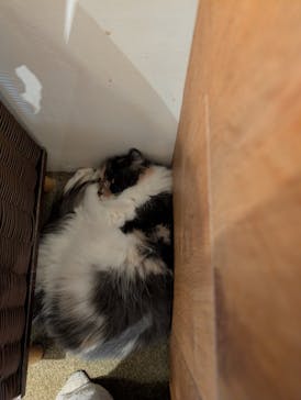 猫カフェモカ　池袋東口店に投稿された画像（2026/1/9）