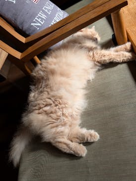 猫カフェモカ　池袋東口店に投稿された画像（2026/1/9）