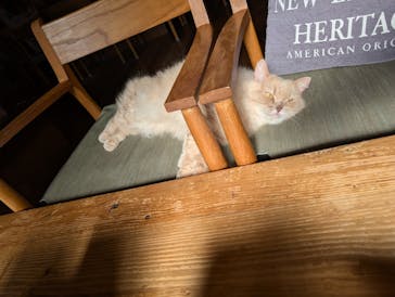 猫カフェモカ　池袋東口店に投稿された画像（2026/1/9）