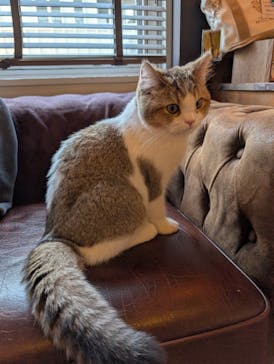 猫カフェモカ　池袋東口店に投稿された画像（2026/1/9）