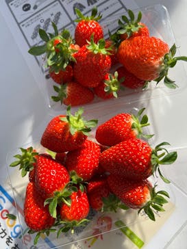 いちごの丘に投稿された画像（2026/1/9）