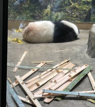 恩賜上野動物園に投稿された画像（2026/1/9）