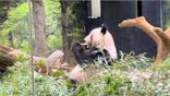 恩賜上野動物園に投稿された画像（2026/1/10）