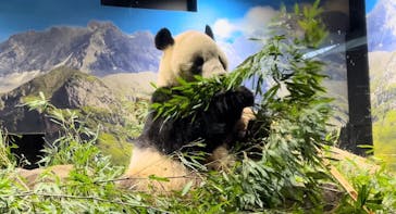 恩賜上野動物園に投稿された画像（2026/1/9）