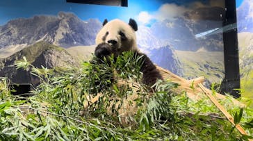 恩賜上野動物園に投稿された画像（2026/1/9）