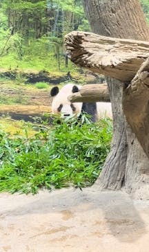 恩賜上野動物園に投稿された画像（2026/1/9）