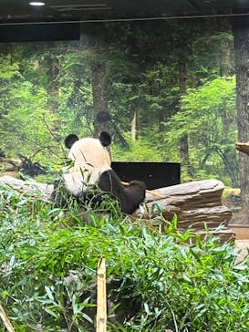 恩賜上野動物園に投稿された画像（2026/1/9）