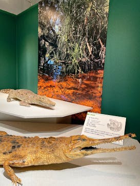 国立科学博物館に投稿された画像（2026/1/9）