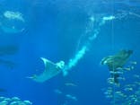 沖縄美ら海水族館に投稿された画像（2026/1/10）