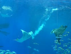 沖縄美ら海水族館に投稿された画像（2026/1/10）