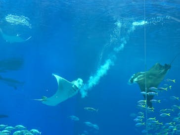 沖縄美ら海水族館に投稿された画像（2026/1/10）