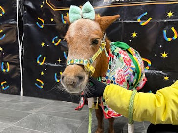 東京メガイルミに投稿された画像（2026/1/10）