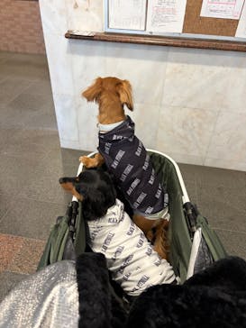 Pet博2026 横浜に投稿された画像（2026/1/10）