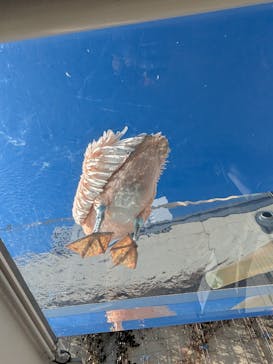 サンシャイン水族館に投稿された画像（2026/1/10）