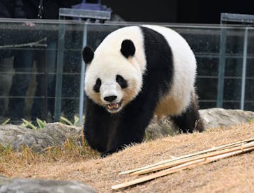 恩賜上野動物園に投稿された画像（2026/1/10）