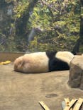 恩賜上野動物園に投稿された画像（2026/1/10）