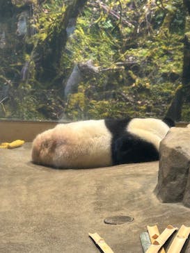 恩賜上野動物園に投稿された画像（2026/1/10）