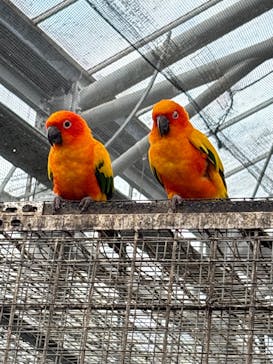 掛川花鳥園に投稿された画像（2026/1/10）