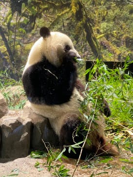 恩賜上野動物園に投稿された画像（2026/1/10）