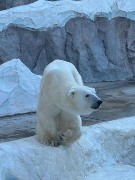 恩賜上野動物園に投稿された画像（2026/1/10）