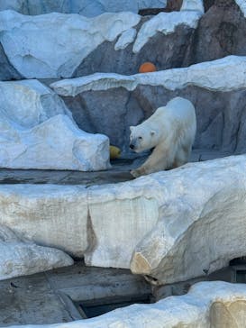 恩賜上野動物園に投稿された画像（2026/1/10）