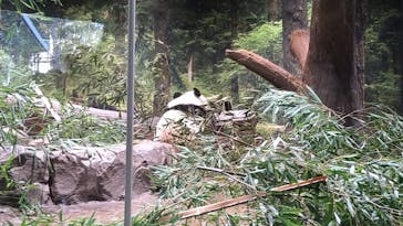 恩賜上野動物園に投稿された画像（2026/1/10）