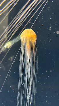 葛西臨海水族園に投稿された画像（2026/1/10）