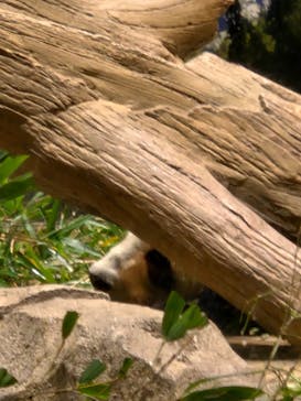 恩賜上野動物園に投稿された画像（2026/1/10）