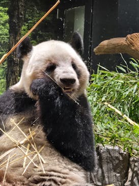 恩賜上野動物園に投稿された画像（2026/1/10）