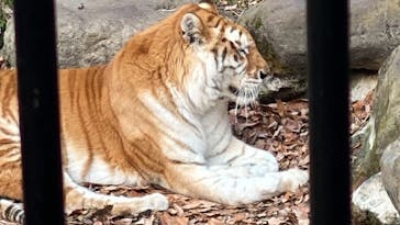 那須サファリパークに投稿された画像（2026/1/10）