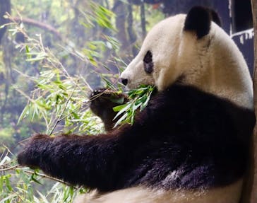 恩賜上野動物園に投稿された画像（2026/1/10）