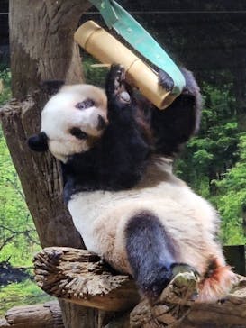 恩賜上野動物園に投稿された画像（2026/1/10）