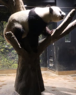 恩賜上野動物園に投稿された画像（2026/1/10）