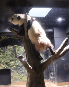 恩賜上野動物園に投稿された画像（2026/1/10）